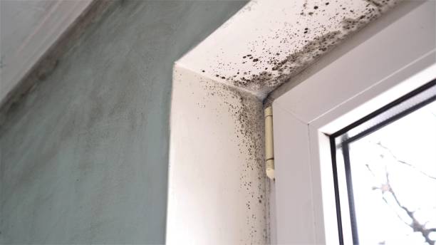 Best Attic Mold Removal  in Centerville, GA