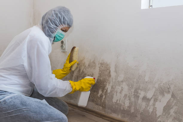 Office Mold Removal Services in Centerville, GA