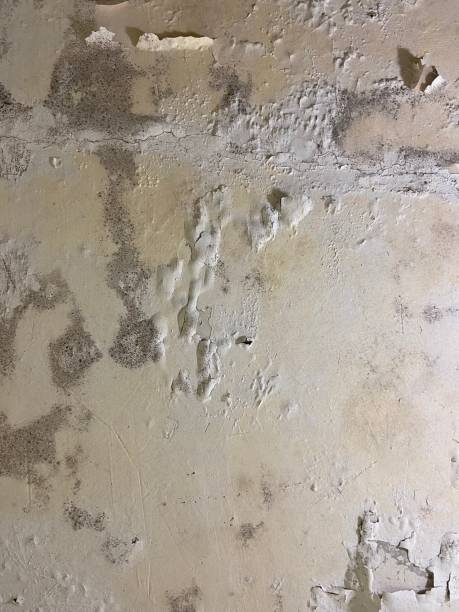 Best Mold Inspection  in Centerville, GA