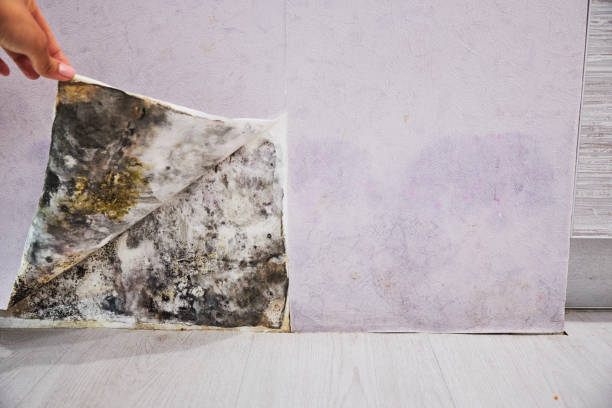 Best Local Mold Removal Service  in Centerville, GA